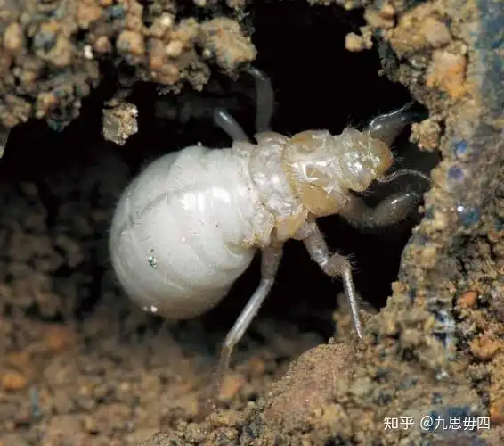 《蝉的夏天》内页图它们从幼虫,到若虫,再到2龄若虫,3龄若虫,4龄若虫