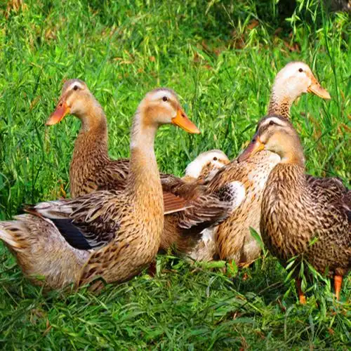 建和种养 供应 2年农家散养鸭老鸭子土鸭