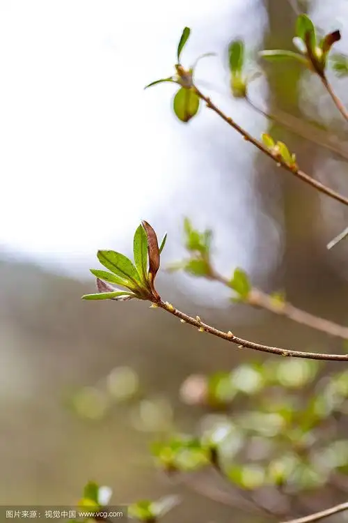 春天大自然美丽,花草树木清新