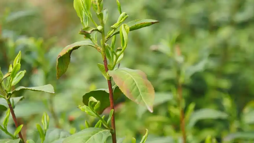 绿茶王信阳毛尖