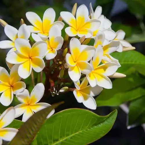 悠悠栀子花头像