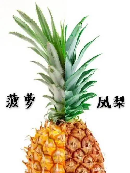你知道菠萝跟凤梨的区别吗?它们当食材也是一道美味的佳肴