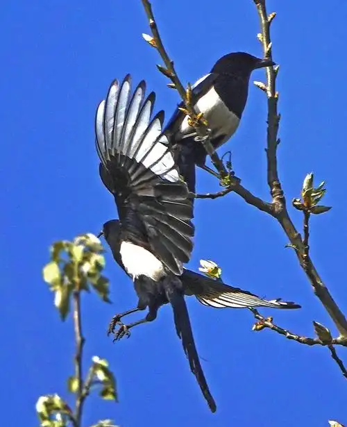 大杨树上欢呼雀跃的喜鹊