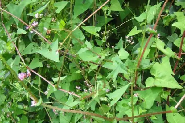 农业网站 > 草药蛇不过想必很多人都对它的不陌生,听这个名字就知道它