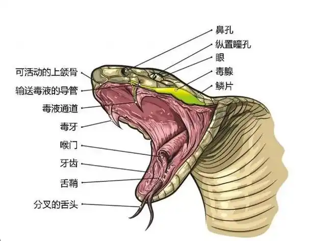 而眼镜王蛇的食谱中也包括了各种各样的蛇类,比如金环蛇,银环蛇,竹叶