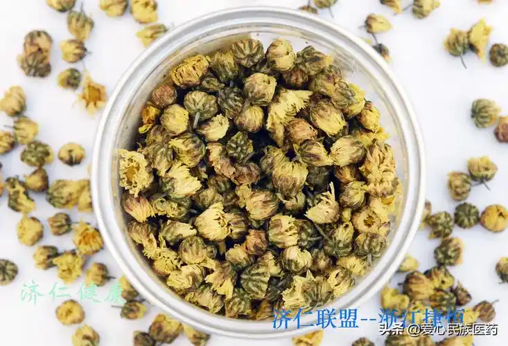 金丝皇菊的功效与作用(胎菊的功效与作用)