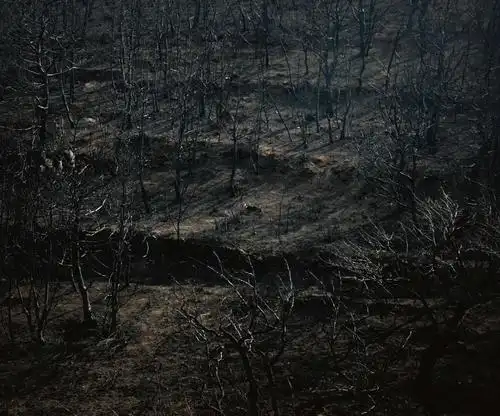 22日,当我们重返浴火后的虹螺山脚下,午后的斜阳映照着满目苍痍的山坡