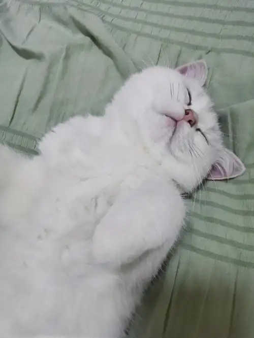 猫咪睡觉姿势太可爱了