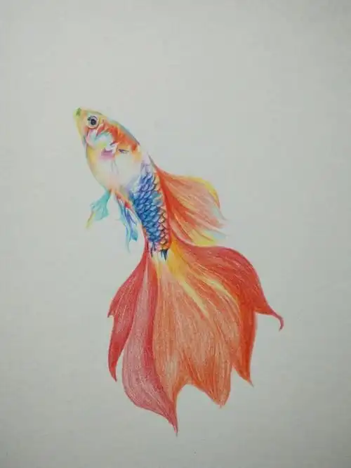 彩铅手绘金鱼教程年年有鱼呀