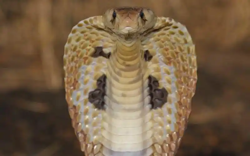 眼镜王蛇,蛇壁纸1600x900分辨率查看