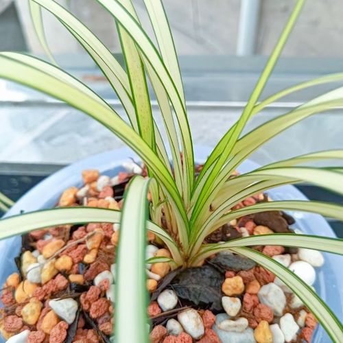 送春兰花苗高端黄金中透艺高档花卉绿植盆栽客厅稀有名贵独家花卉