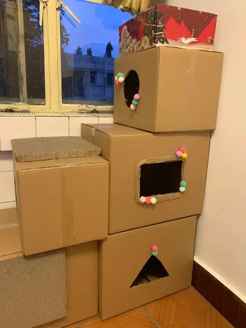 小唐的手工纸箱猫窝尽力给我的好大儿做手工了