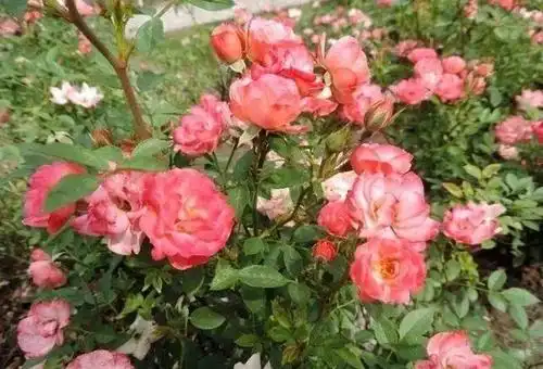 耐湿热微型月季推荐"和谐"