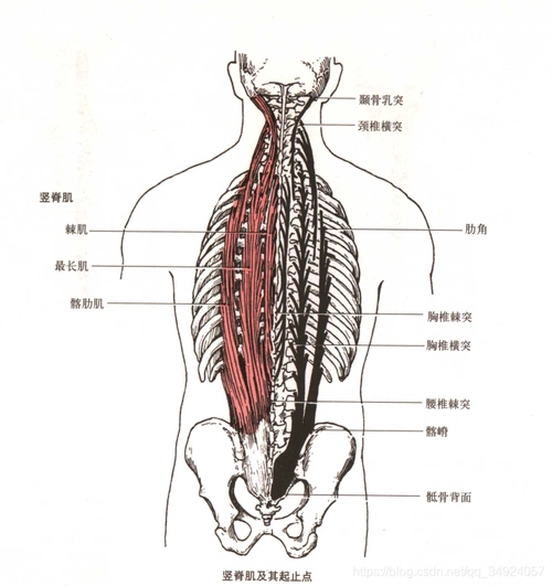 背部训练(一):背部肌肉解剖