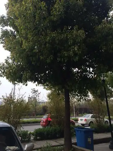 这是什么树啊 路边的.行道树
