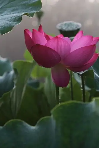 荷花湾学摄影三,一滴露珠爱上了荷花