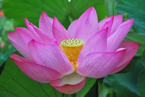 美丽的粉色荷花摄影图