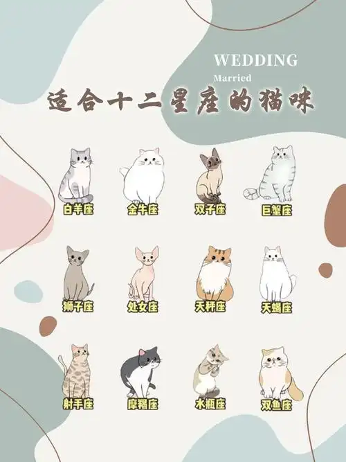 适合十二星座的猫咪