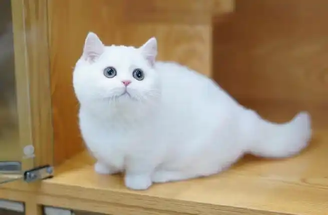 纯白曼基康矮脚猫 妹妹三个月 大骨架 无杂毛#曼基康##曼基康矮脚猫