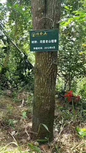 这棵檀香树值多少钱?