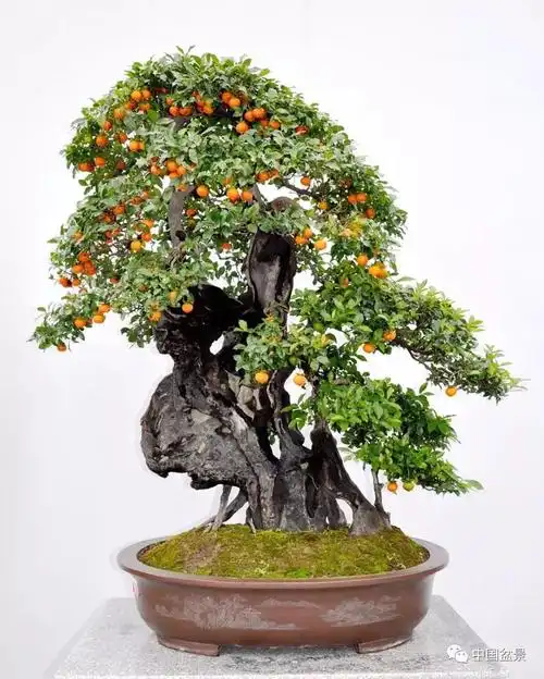 千载难逢看中国金弹子盆景汇集遵义