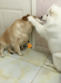 247_337竖版 竖屏gif 动态图 动图