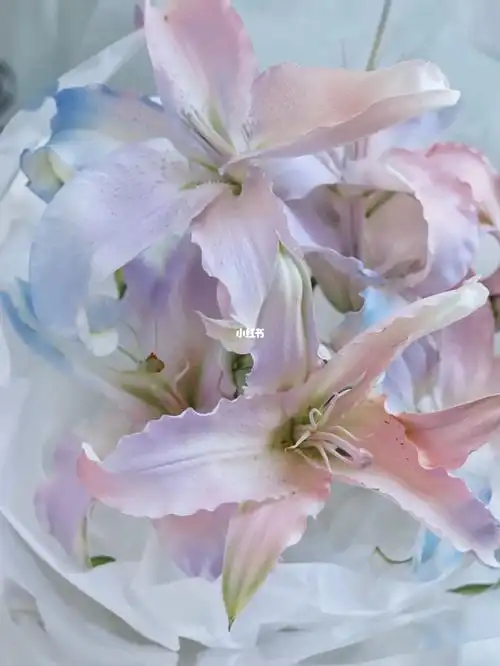 成都花店人鱼姬百合