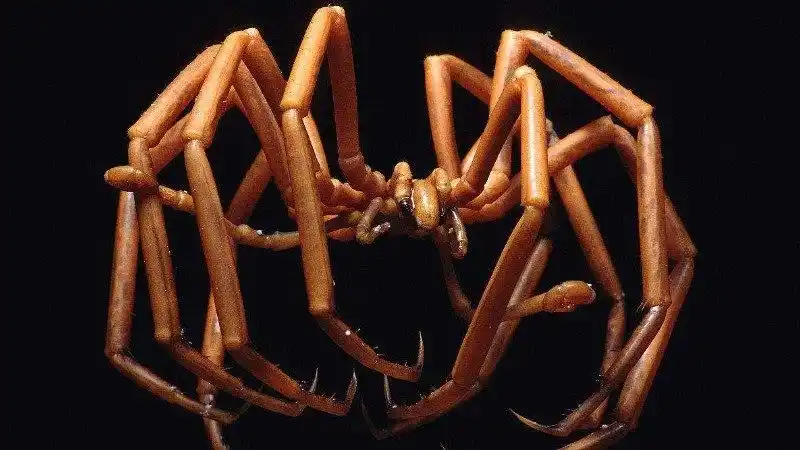 什么是巨型海蜘蛛 - 网站名称网站名称