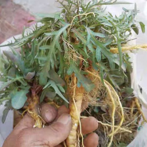 苦苦苦菜带根带叶新鲜纯野野生苦喋现挖现发其它