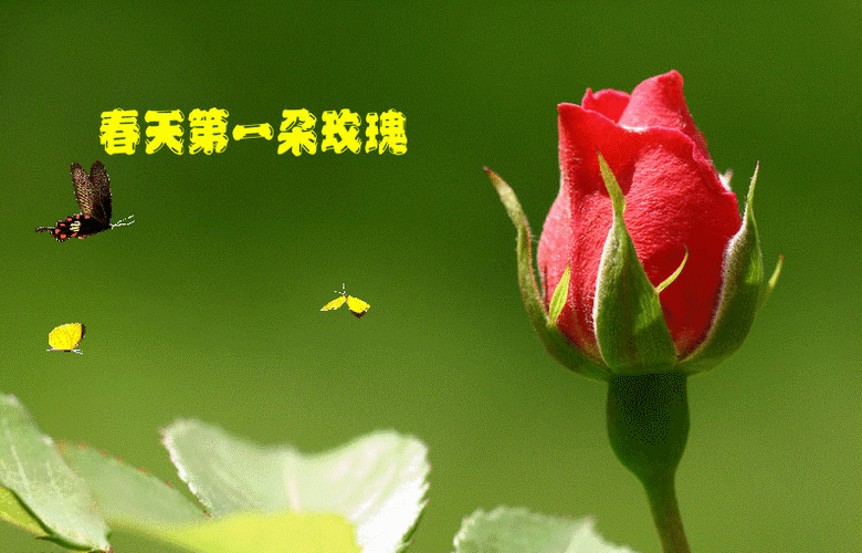 佳作欣赏一朵小花文郑淑贤