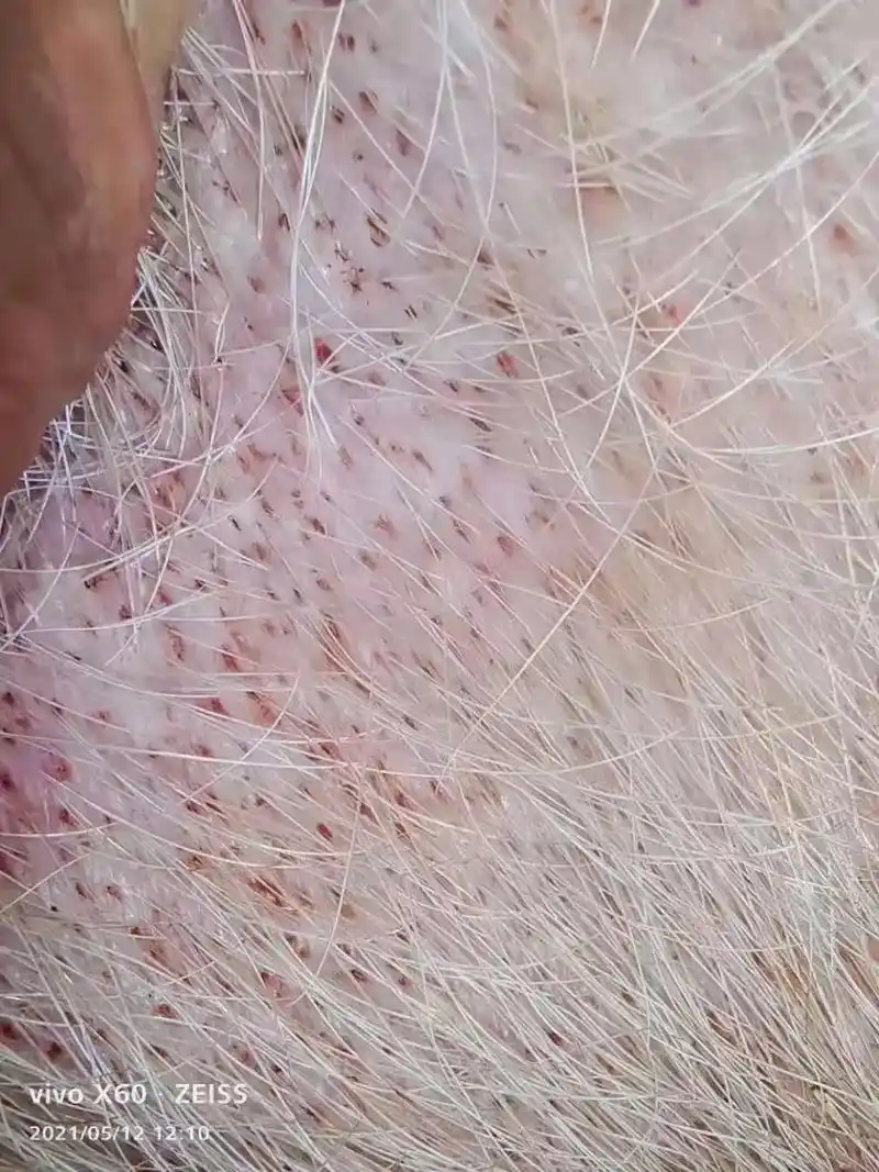 猪血虫病附红细胞体怎么治疗?毛孔处有针尖大出血点,背部铁锈 - 抖音