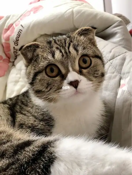 咸鱼上领养的折耳小狸花长大了