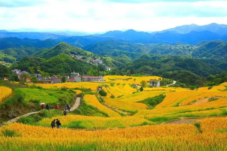 金秋十月稻谷飘香