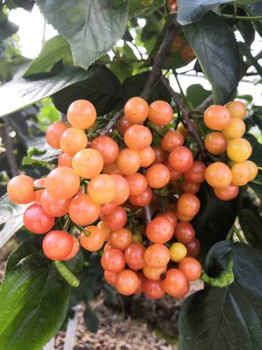 正宗四川川土樱桃嫁接自家培育免费提供长期果树