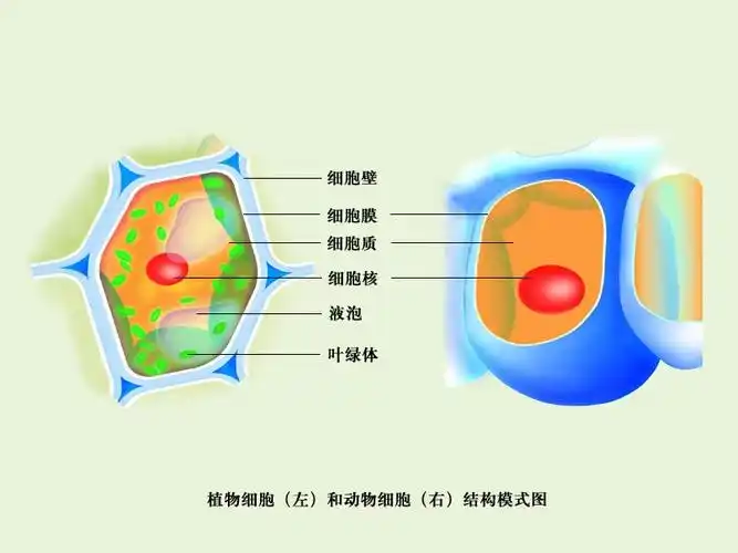 植物细胞的图片