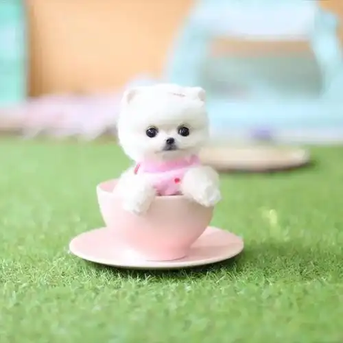 茶杯犬活物-特价促销-优惠券领取-价格|多少钱|什么