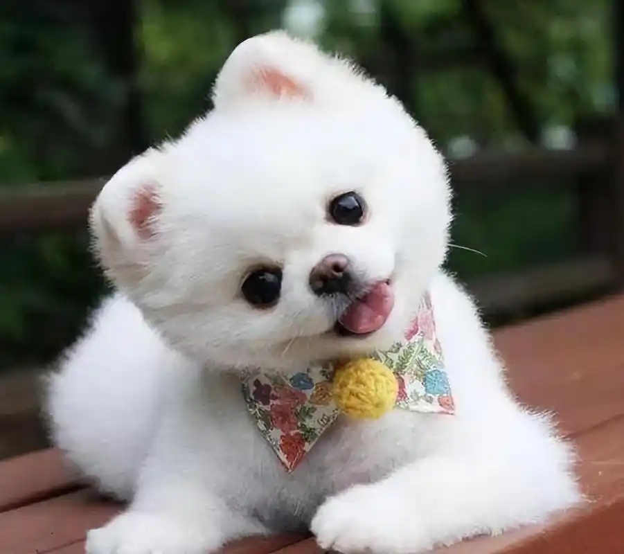 狗狗歪头杀是为了卖萌?那你就错了!