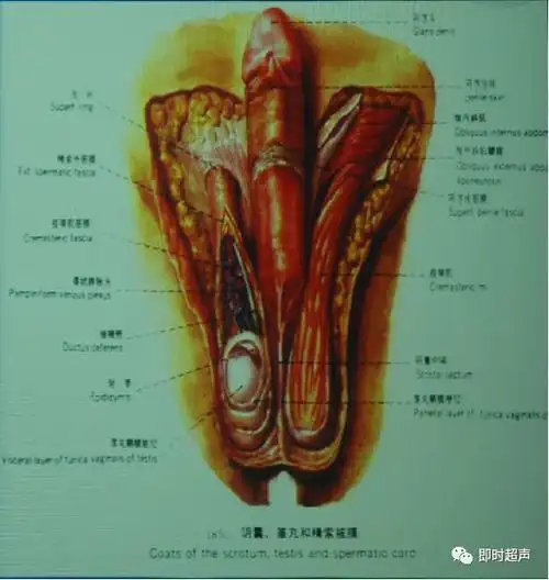 阴囊及其内容物的超声诊断