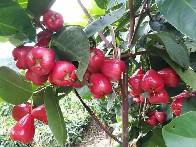 莲雾苗价格价格