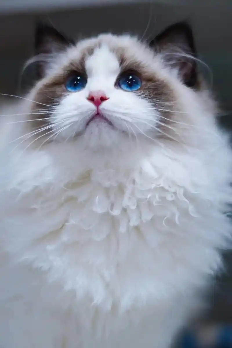 这是布偶中的女神级别的存在吧.#海双布偶 #布偶仙女猫 ## - 抖音