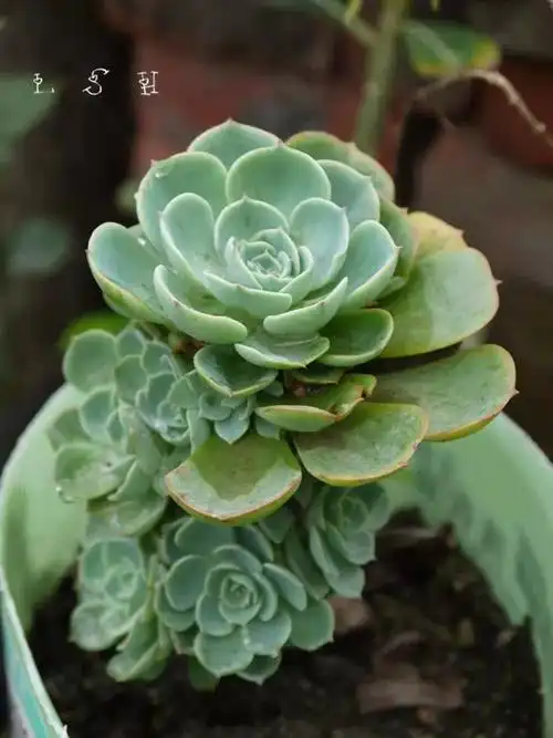 紫萱,还记得我们去年的约定吗?