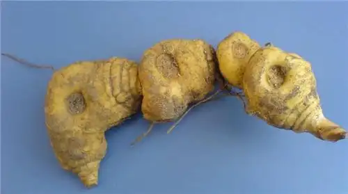 中药黄精的功效与作用及食用方法一种能助人修炼的仙药