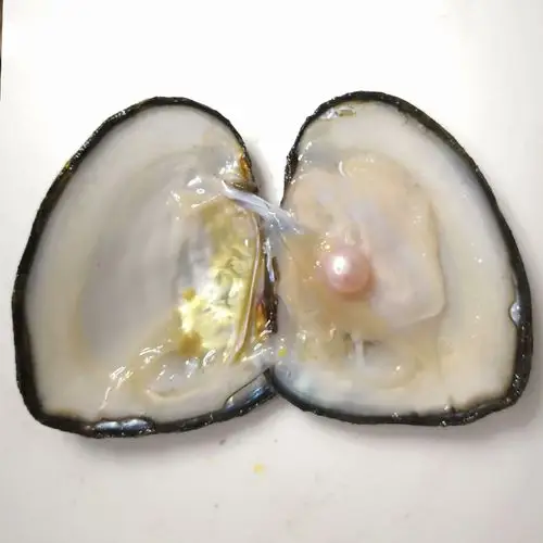 天然淡水珍珠蚌鲜活直播现场开蚌造景会吐珠三角蚌一蚌一珠自己开