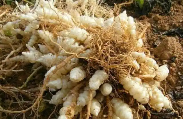 农村俗称它地葫芦做咸菜最下饭养肝润肺适合吸烟者