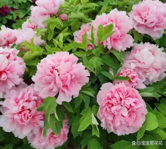 7种象征吉祥好运的花