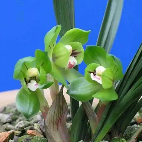 春剑兰花,花开绿色,晶莹剔透,宛如翡翠