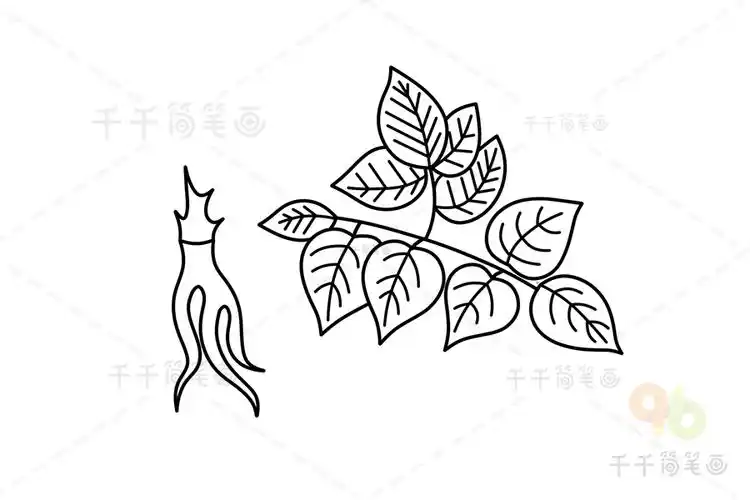 当归简笔画图片