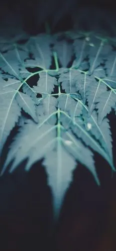 护眼- 堆糖,美图壁纸兴趣社区