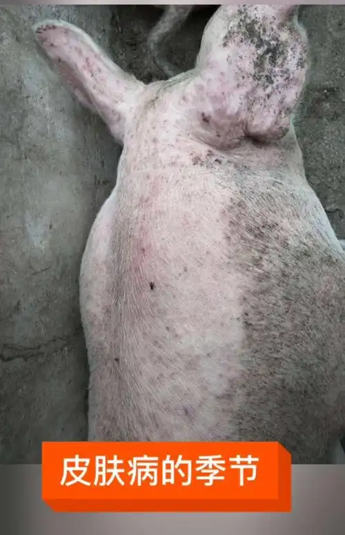 其它 猪身上起痘,红斑是什么原因 写美篇  猪湿疹又称猪湿毒症,主要是