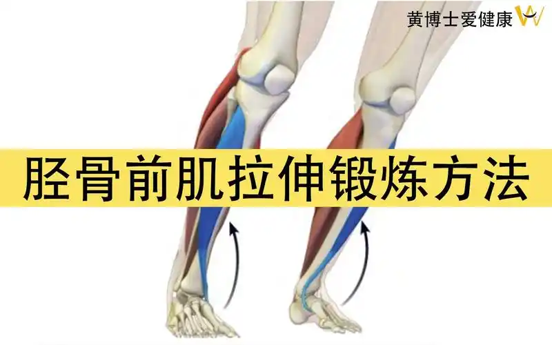 胫骨前肌的锻炼方法